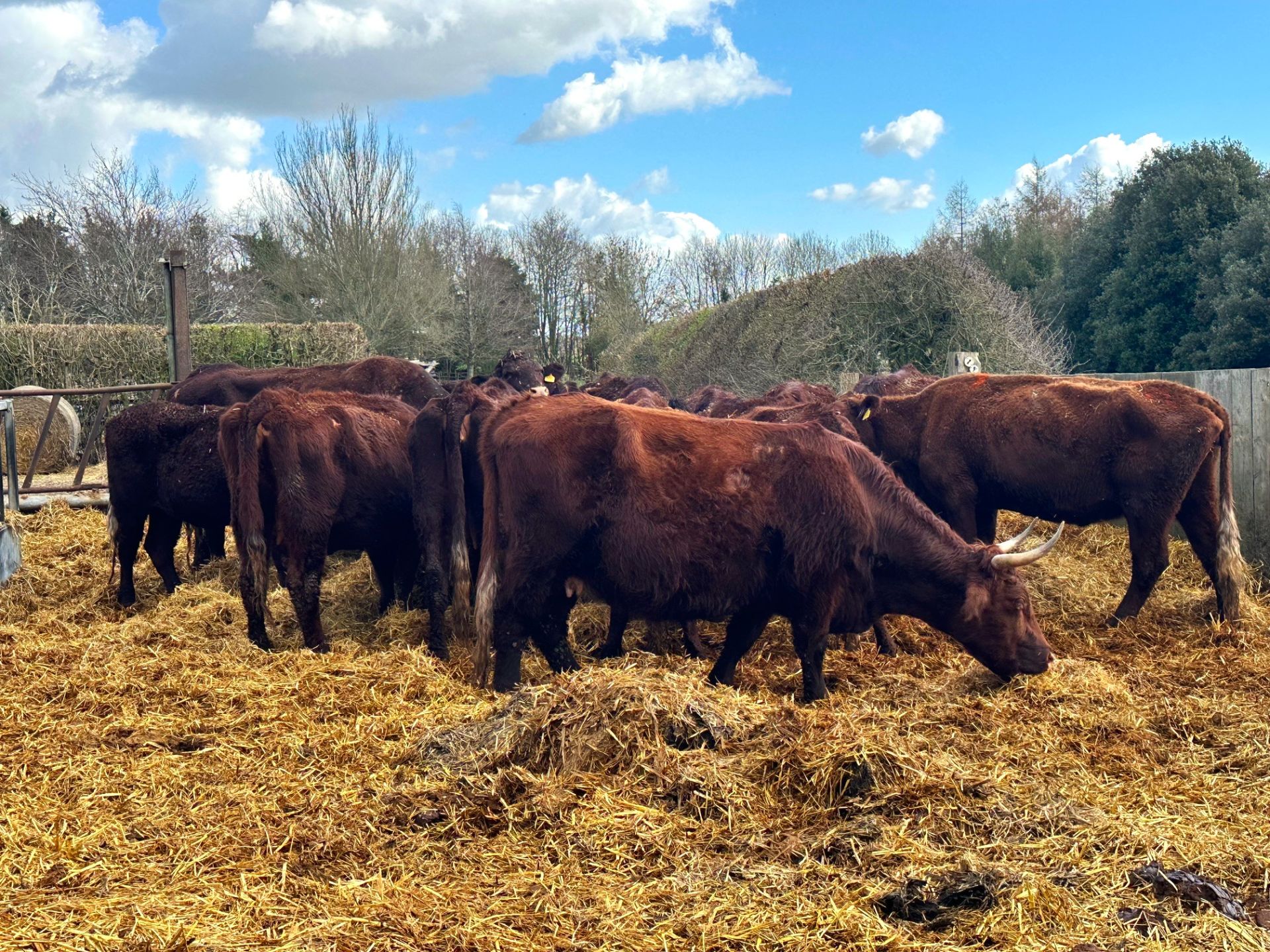 Farm yard as we approach Pavenham